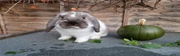 Dwarf Lop rabbits for sale: Dwarf lop/big mini lop rabbit boy - Advert 3