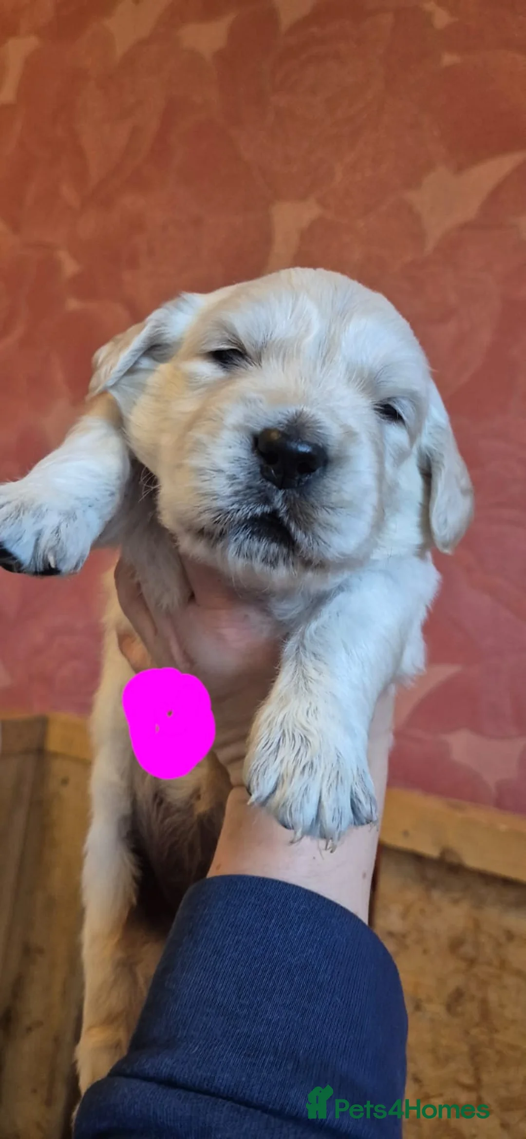 Golden Retriever dogs for sale: KC Registered Golden Retriever Glasgow  - Advert 14