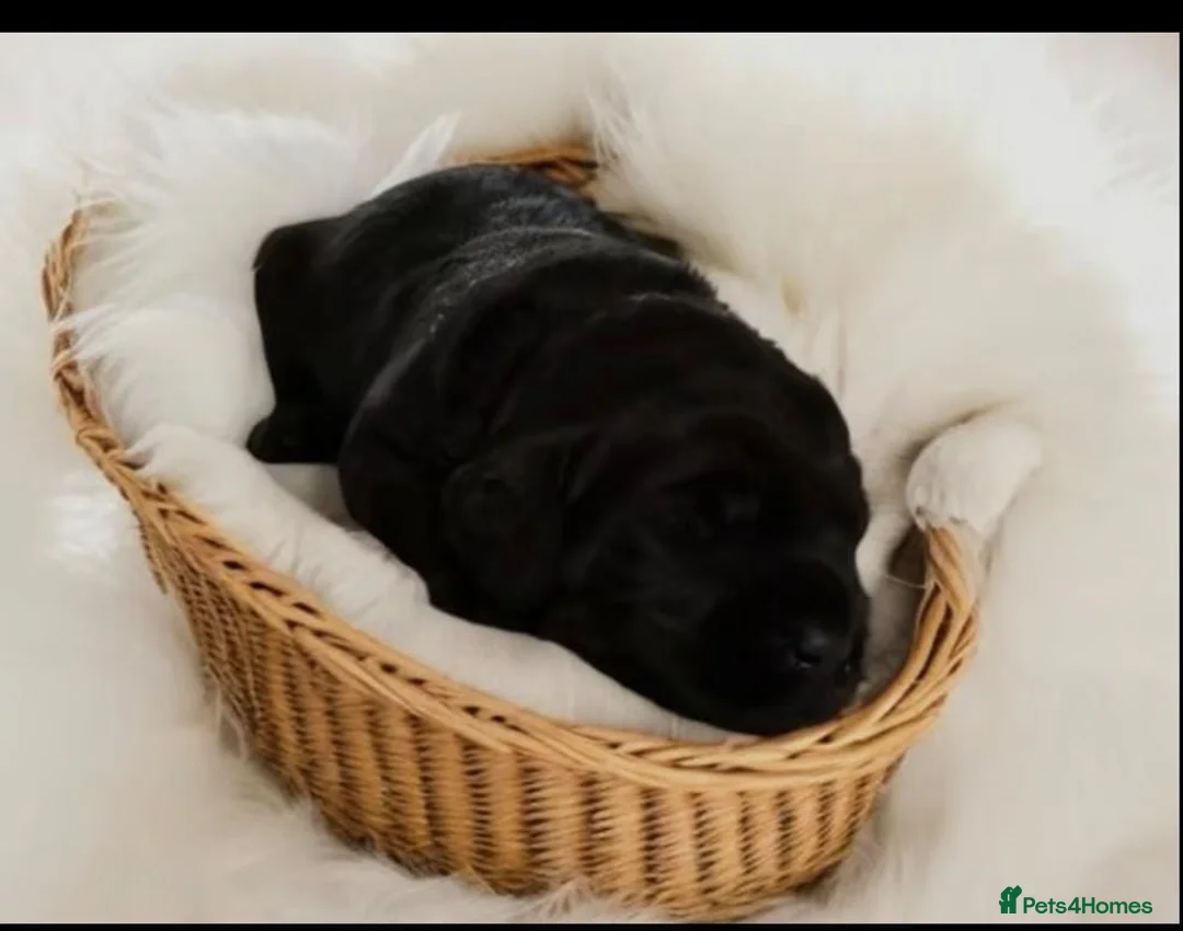 Labradoodle dogs for stud: Bailey the stud  in Glasgow - Advert 12