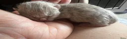 British Shorthair cats for sale: Chocolate and lilac British short hair kittens in Aylesford - Advert 35