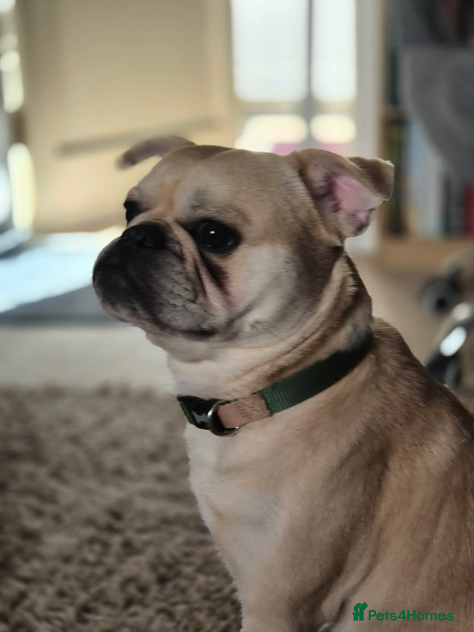 Frug dogs Male Frug - Advert 1