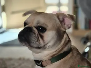 Frug dogs Male Frug - Advert 1