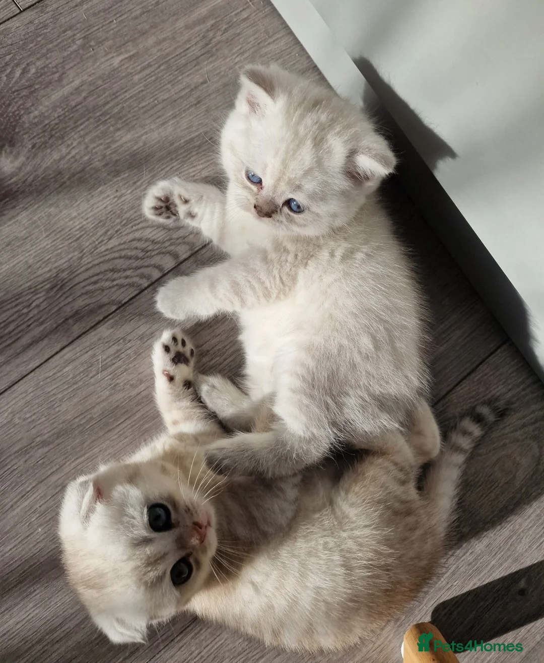 Scottish Fold cats for sale: Adorable Scottish Fold & Straight Kittens - Advert 3