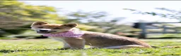 Japanese Shiba Inu dogs for sale: Confidence Comes With Time outstanding shiba 🇯🇵 - Advert 27