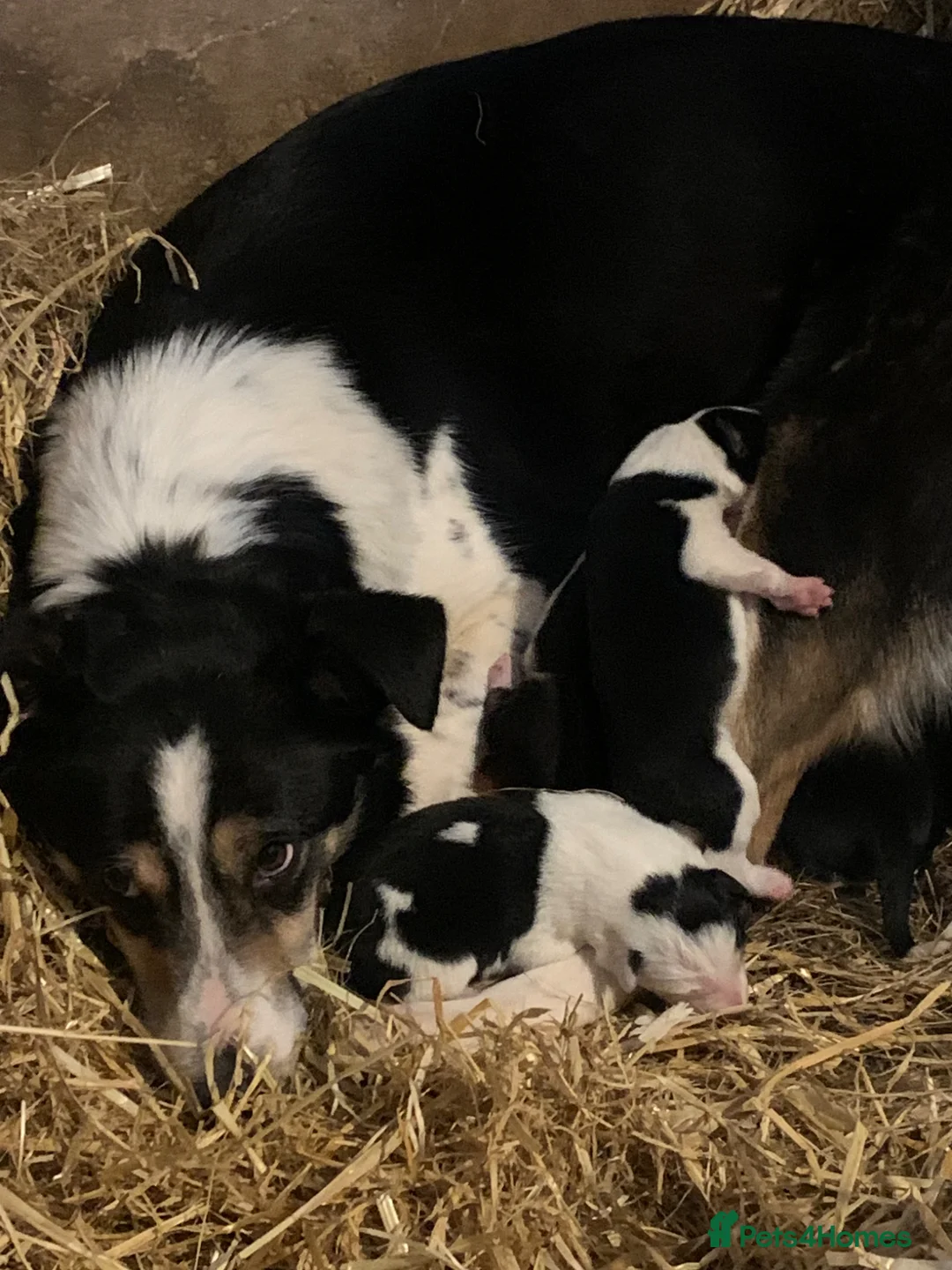 Border Collie dogs for sale: Border collie pups from working farm  - Advert 2