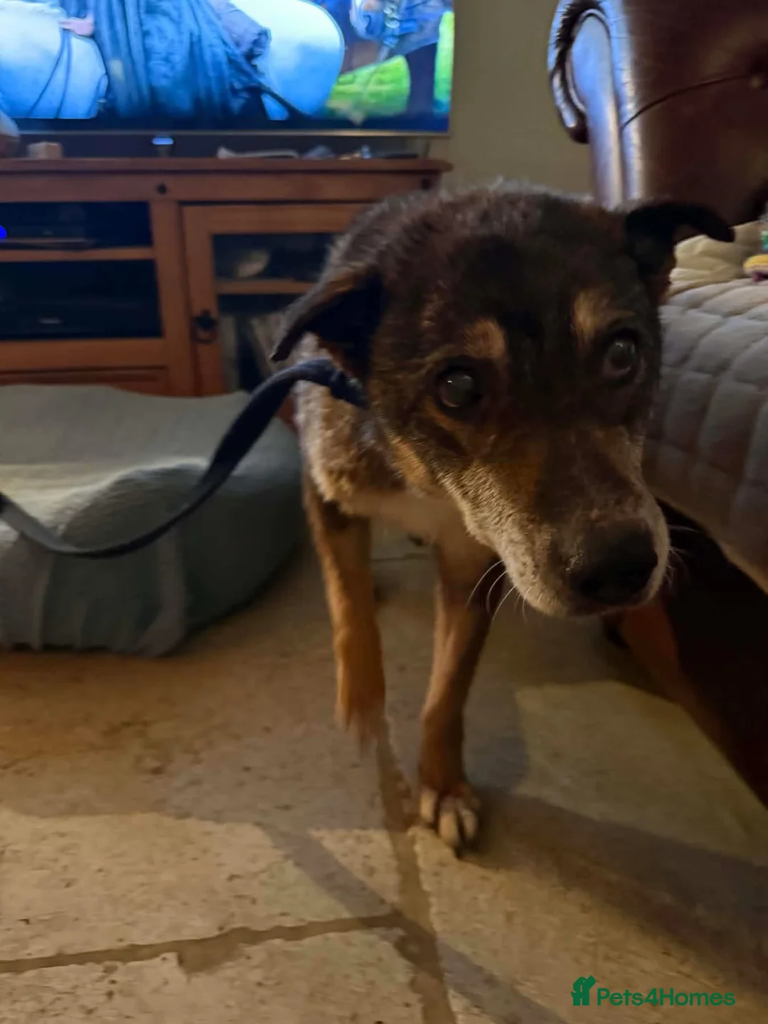 Mixed Breed dogs for adoption: Kathleen - Marleborough Wiltshire  in Marlborough - Advert 9