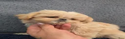 Shih Tzu dogs for sale: Shihtzu pups Beautiful colours & imperial sizes 🐾 - Advert 25
