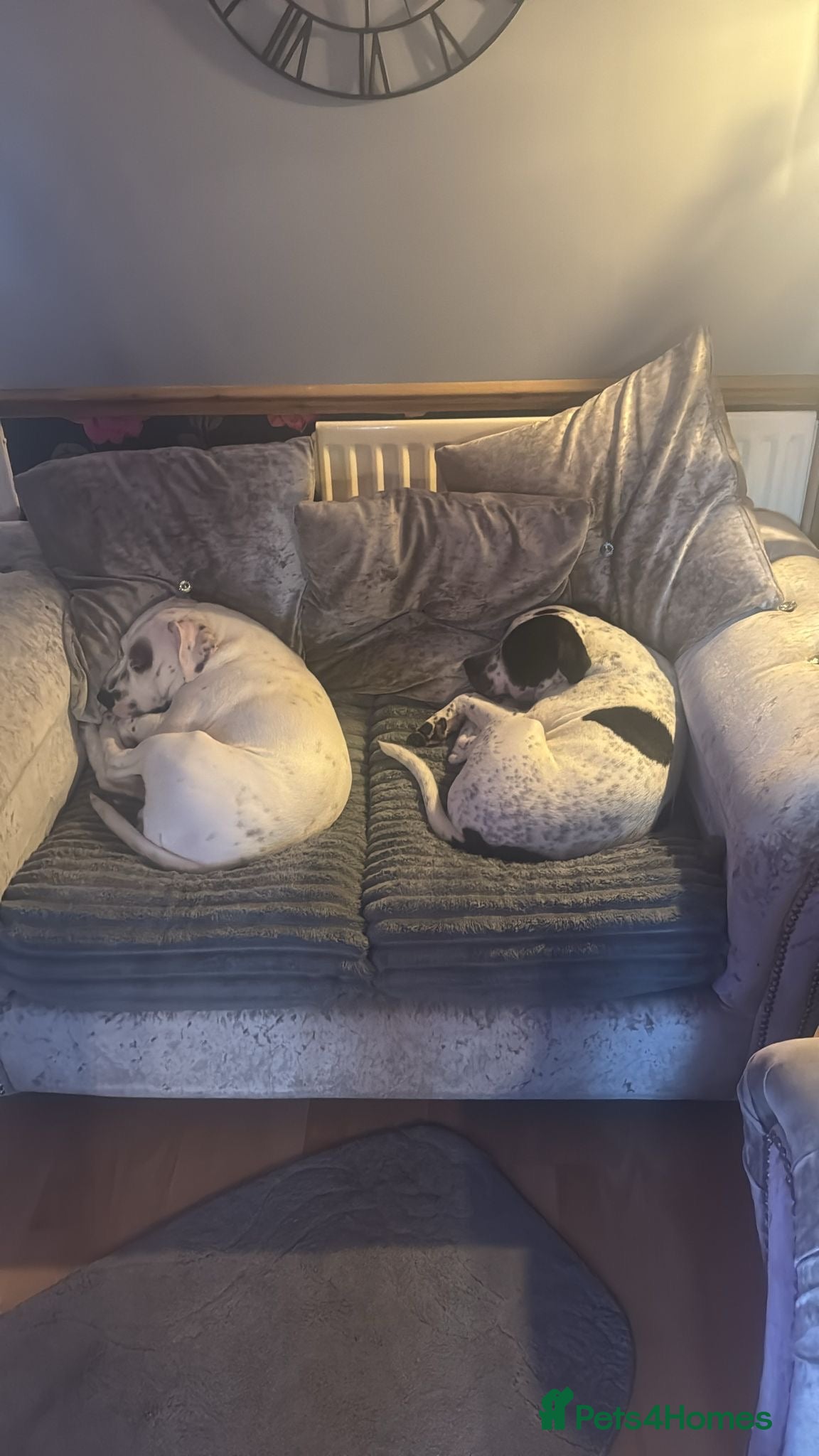 Staffordshire Bull Terrier dogs 10 month old staffie puppies  - Advert 1