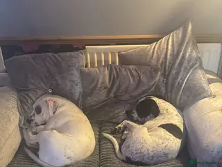 Staffordshire Bull Terrier dogs 10 month old staffie puppies - Advert 7