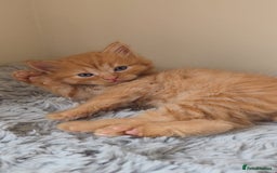 Persian cats for sale: Ginger and black fluffy kittens - Image 5