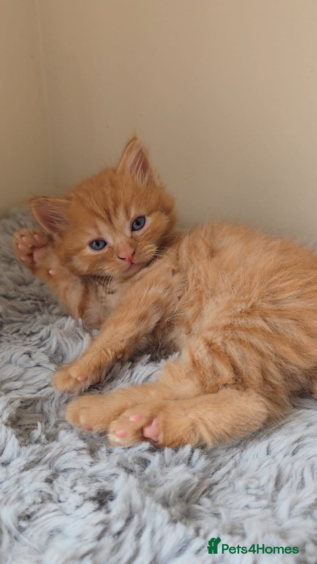 Persian cats for sale: Ginger and black fluffy kittens - Image 5