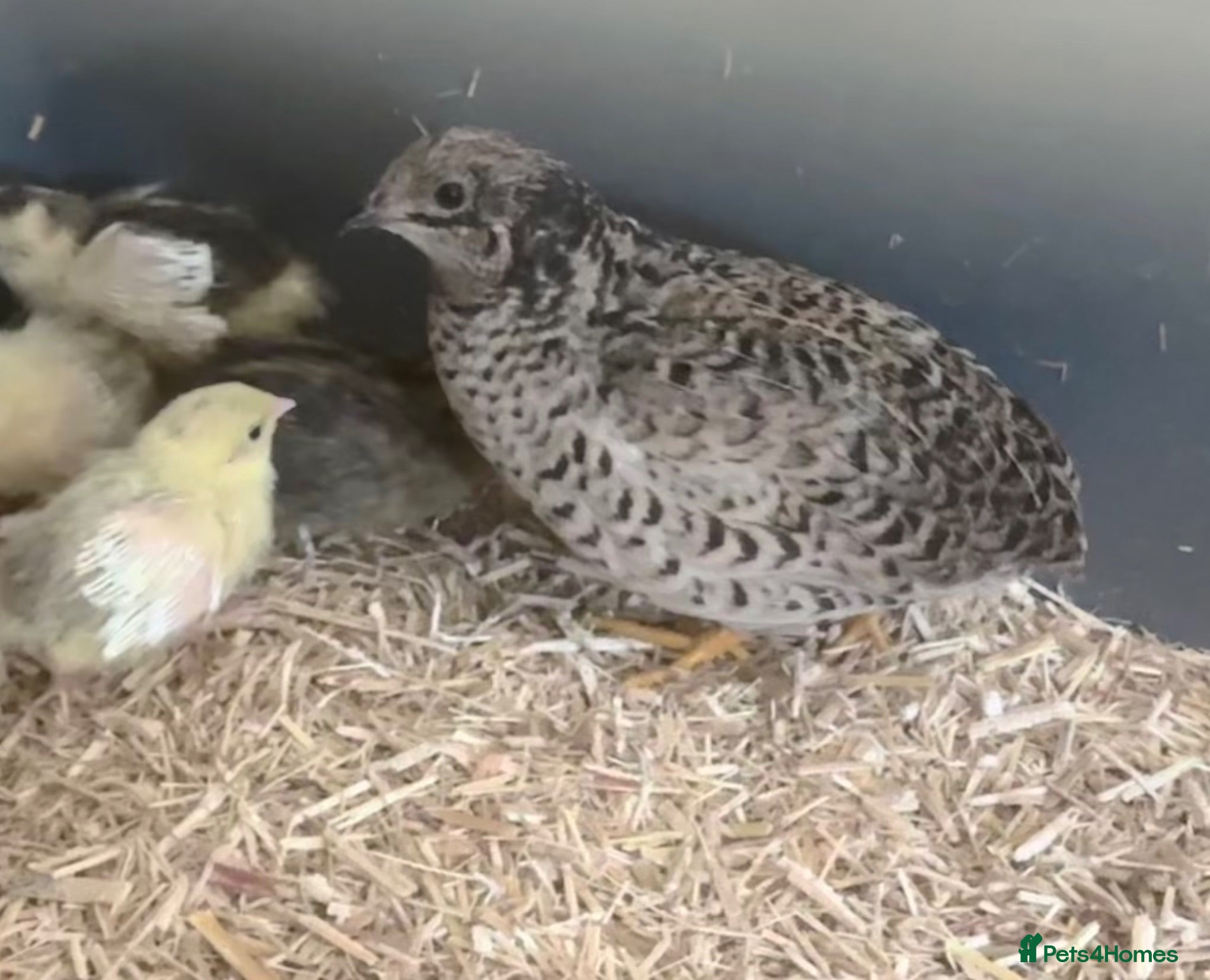 Quail poultry Button Quail  - Advert 6