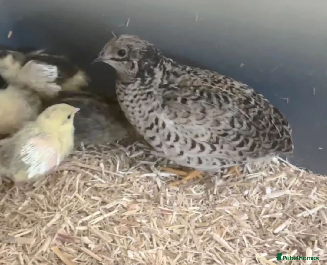Quail poultry for sale: Button Quail  in Cinderford - Advert 1