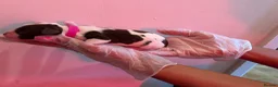 English Springer Spaniel dogs for sale: English Springer Spaniel  in Saint Helens - Advert 32