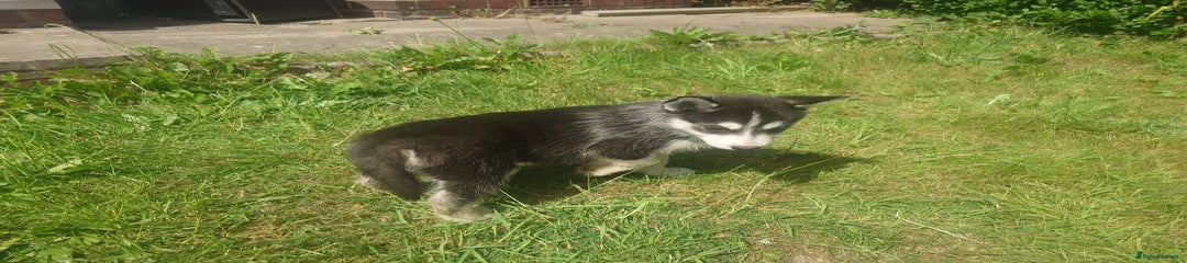Siberian Husky Puppy 3