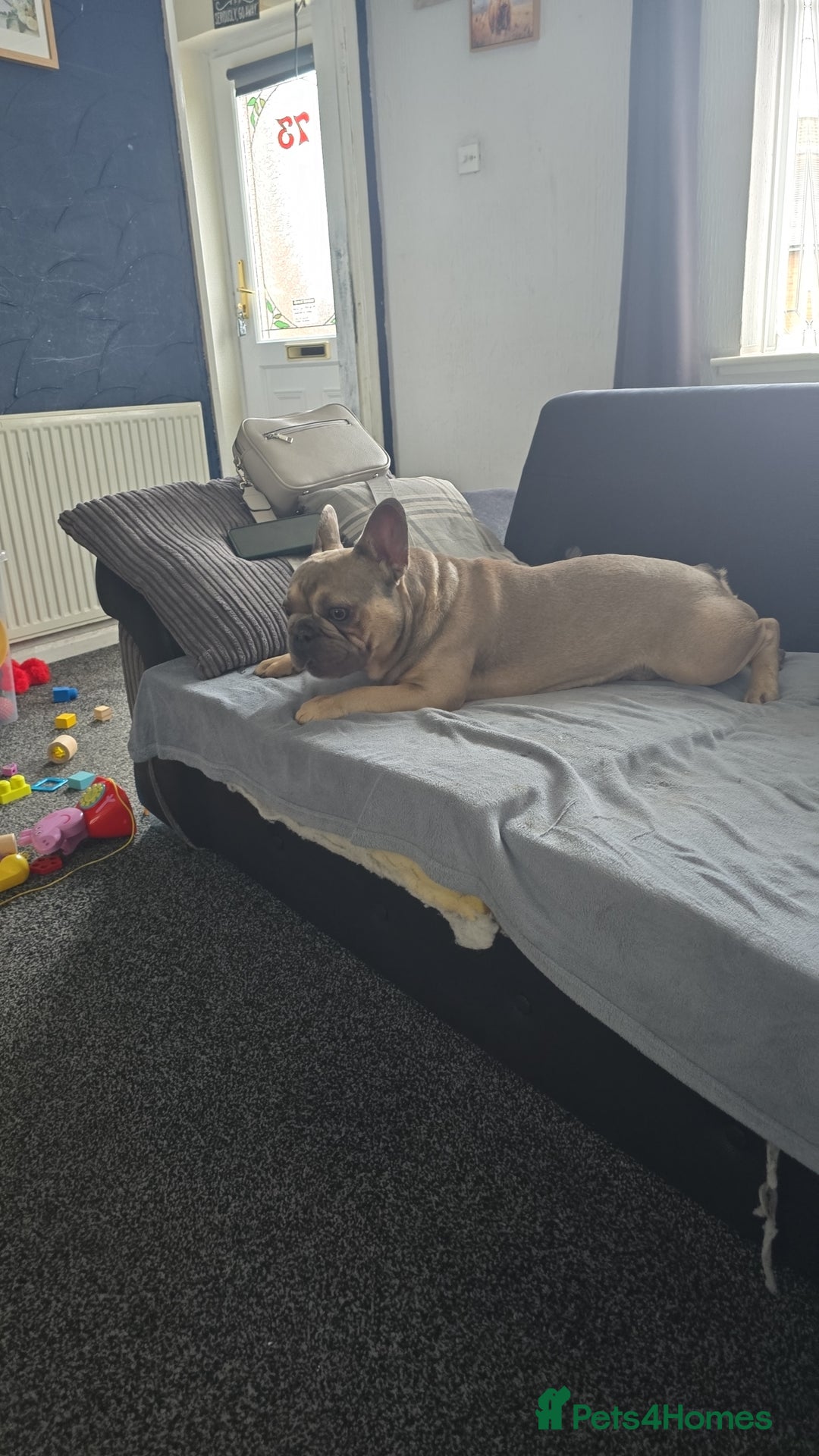 French Bulldog dogs for sale: French bulldog - Image 2
