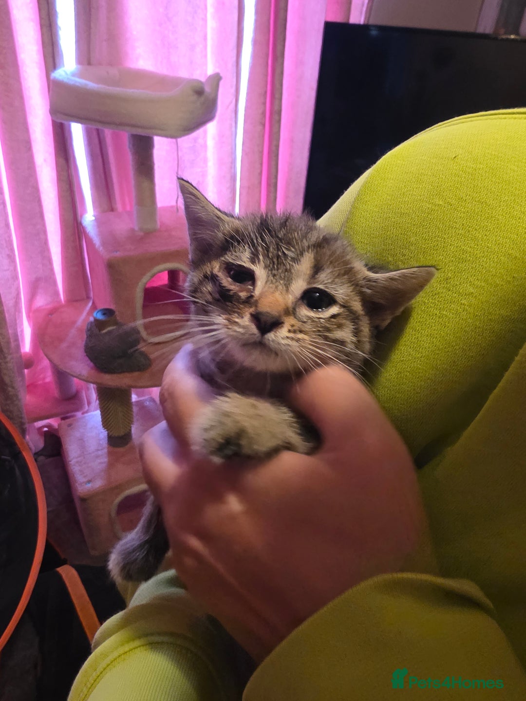 Mixed Breed cats for sale: Tabby mixed stunning litter - Image 16