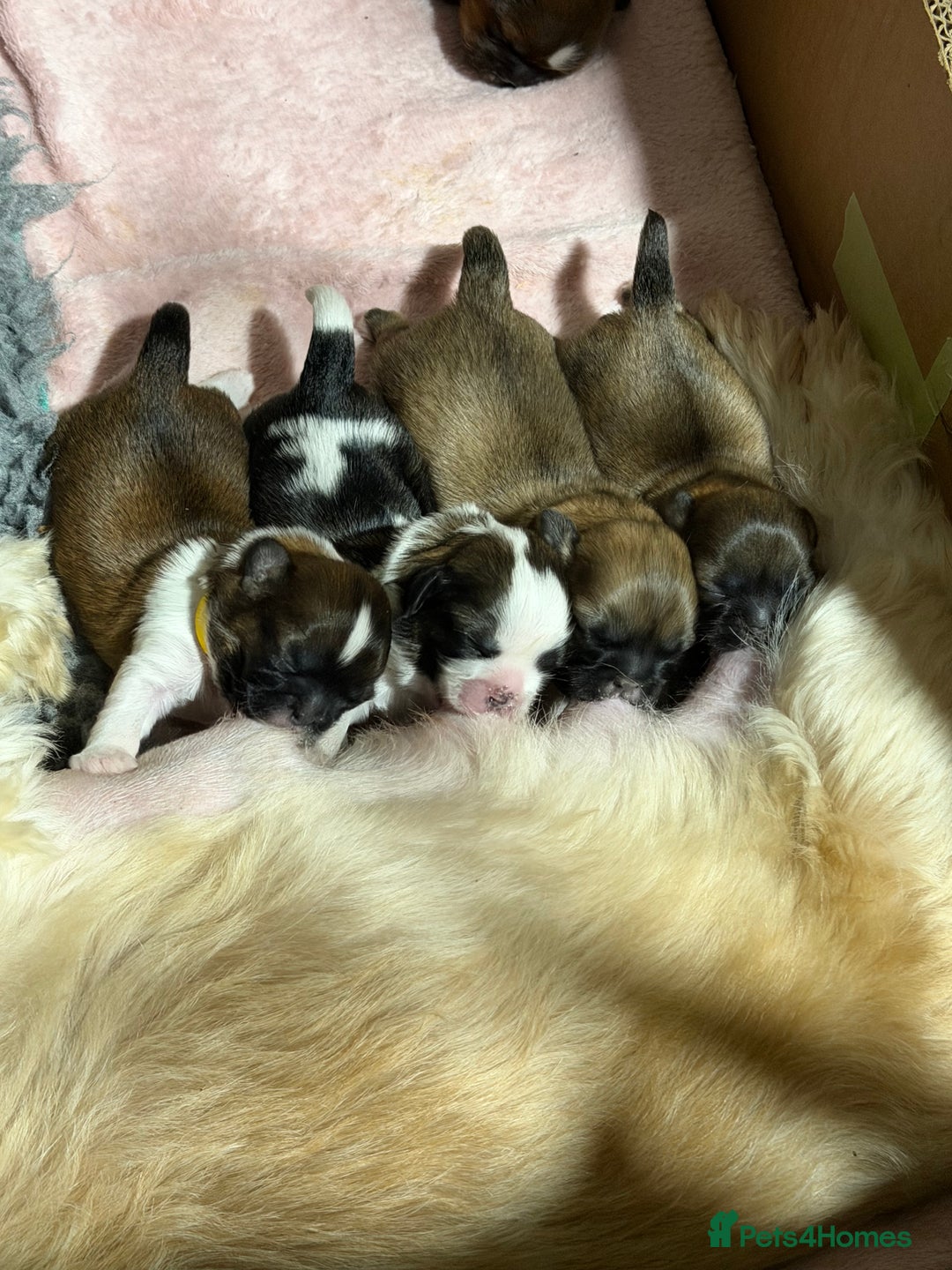 Shih Tzu dogs for sale: Shih Tzu puppy’s  - Advert 9