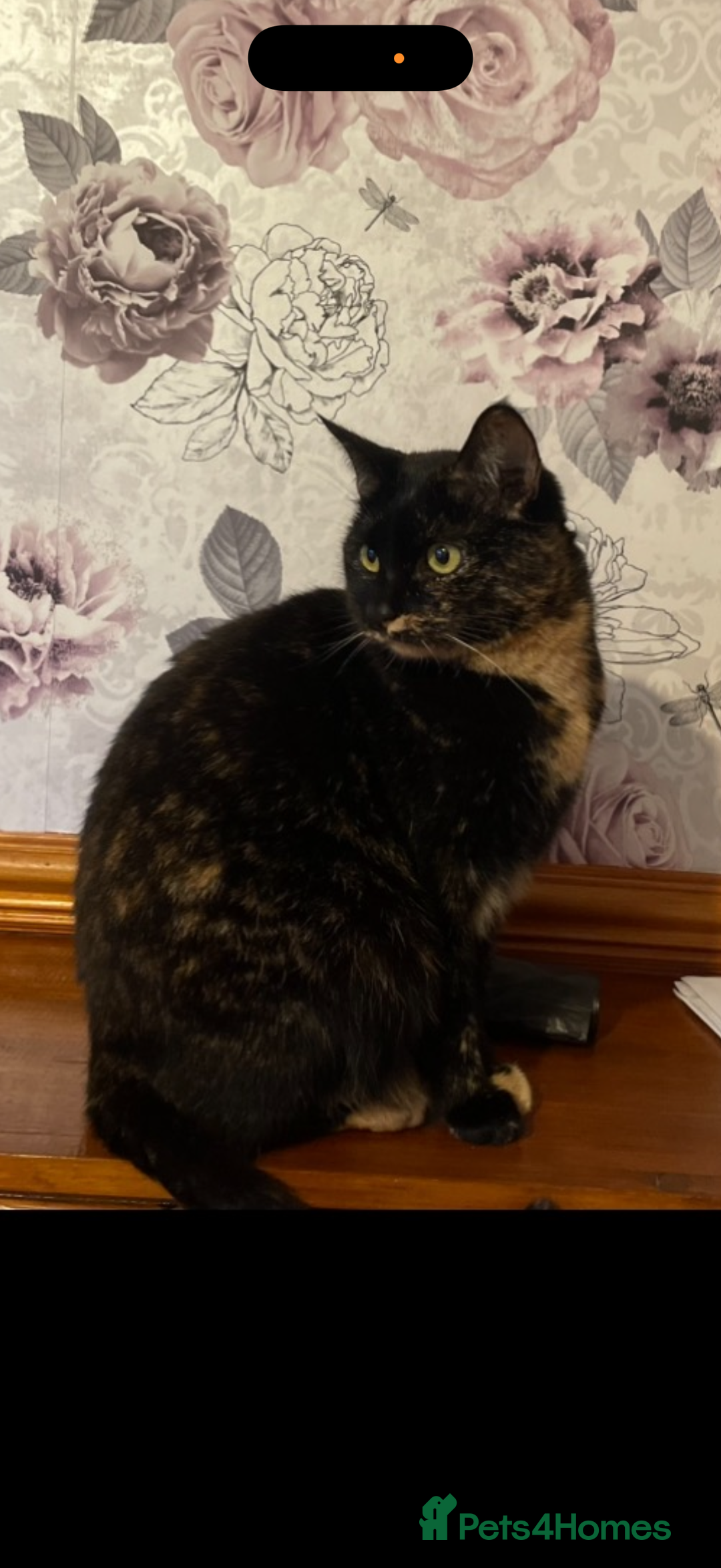 Mixed Breed cats for sale: Narla and kitty  - Advert 2