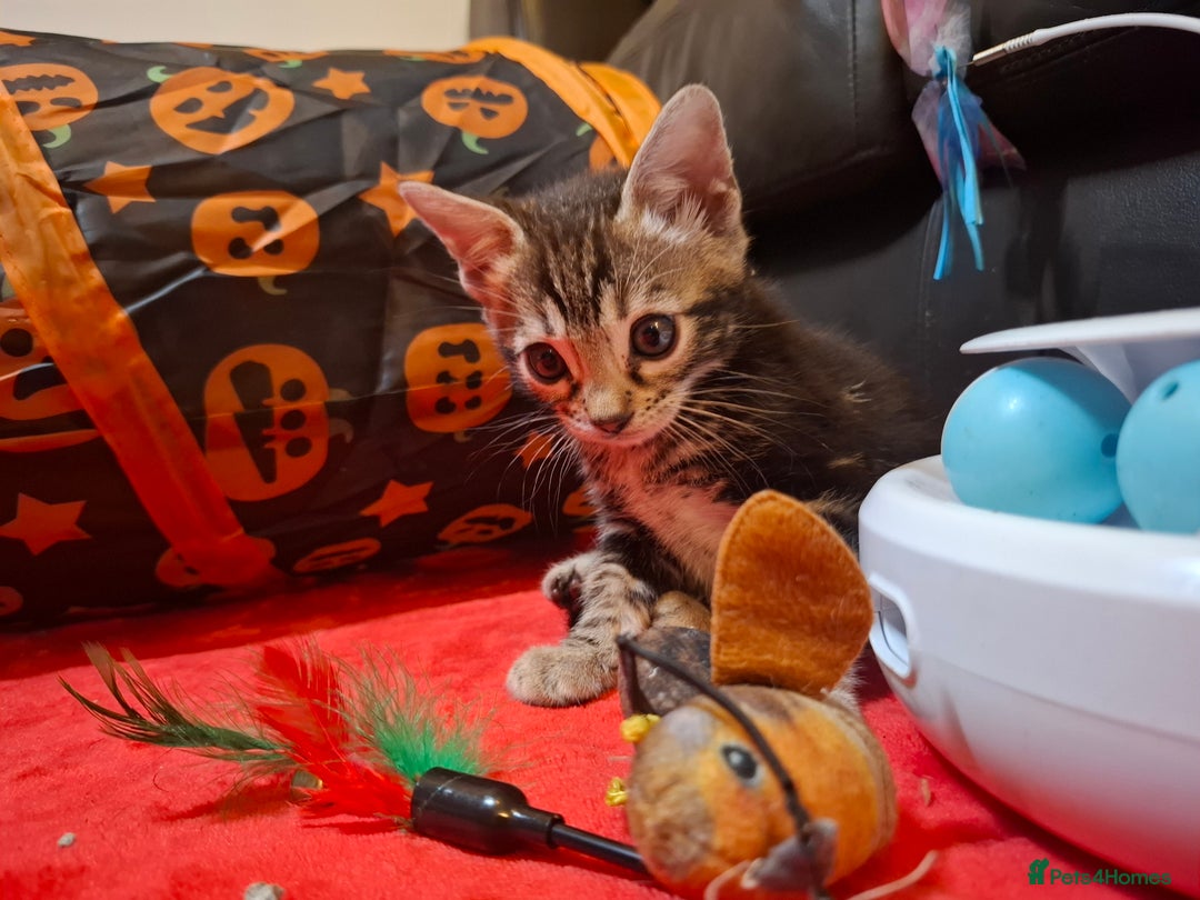 Bengal cats for sale: 🌟 Premium Bengal Tica Kittens – 5★Breeder 🌟 - Image 27