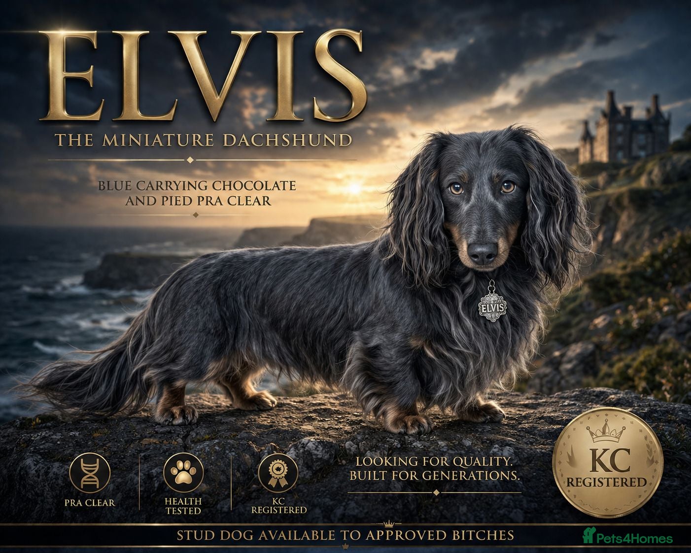Miniature Dachshund dogs ELVIS THE BLUE LONGHAIR  - Advert 5