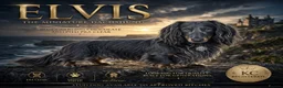 Miniature Dachshund dogs for stud: ELVIS THE BLUE LONGHAIR  in Wednesbury - Advert 1
