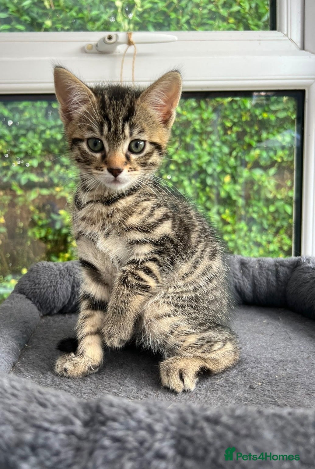 Toyger cats Gorgeous boy tabby kitten  - Advert 4
