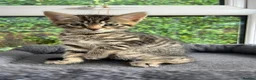 Toyger cats for sale: Gorgeous boy tabby kitten  - Advert 1