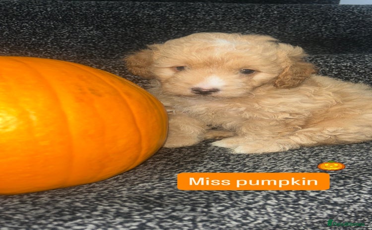 Cockapoo dogs - Advert 3