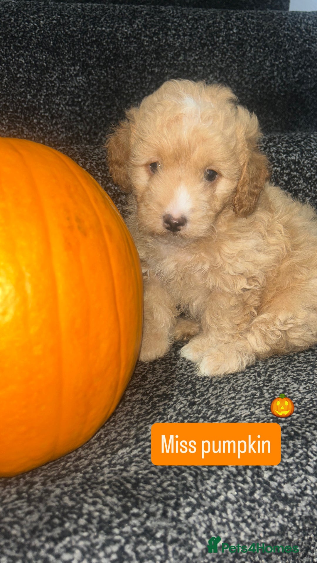 Cockapoo dogs for sale: Stunning toy cockapoo puppies  - Image 1
