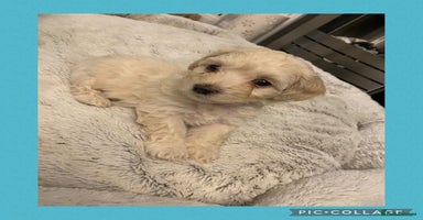 Maltipoo dogs - Advert 1
