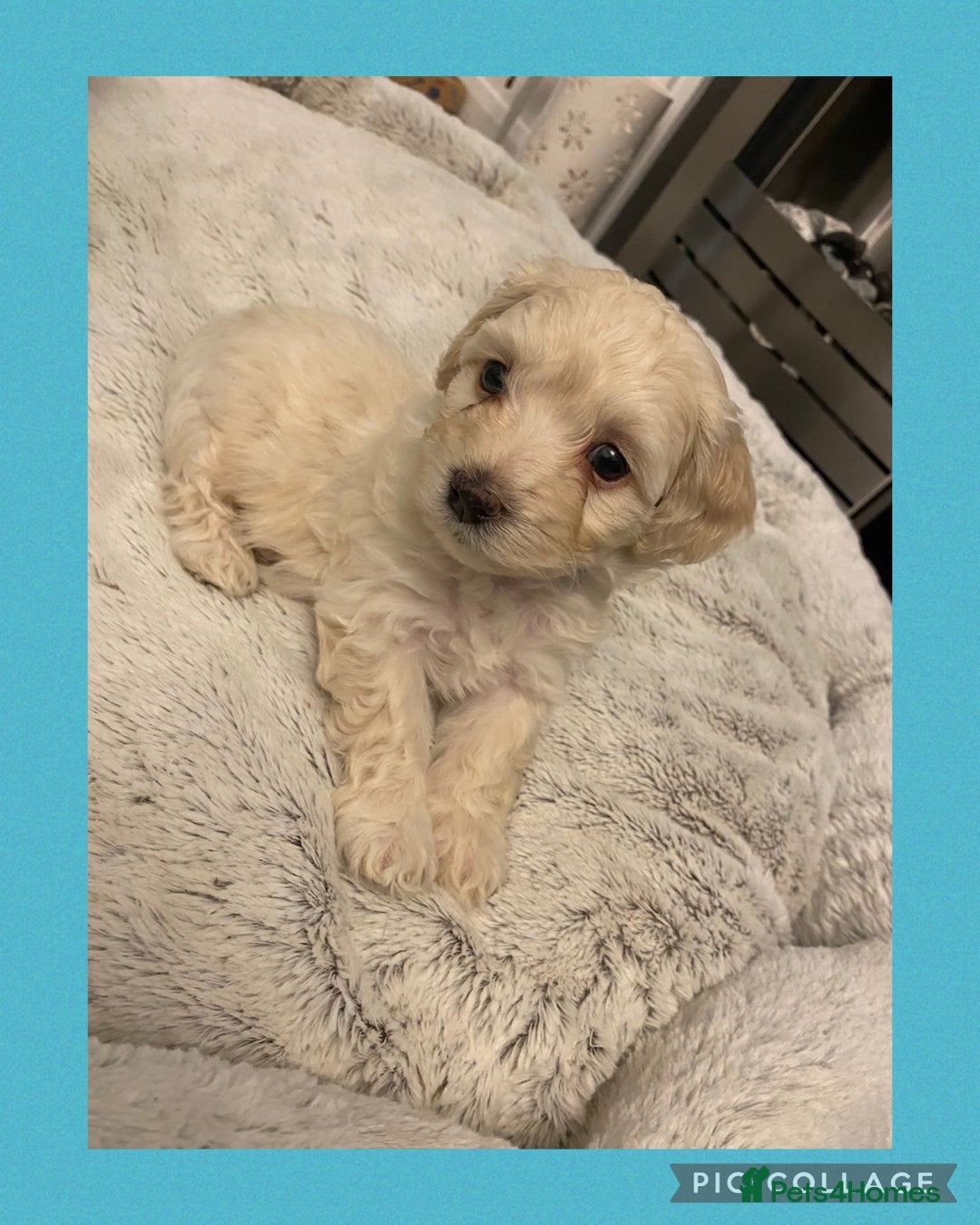 Maltipoo dogs for sale: Stunning F1 Maltipoo Puppies!!! - Image 2