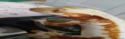 Gecko reptiles for sale: Lilly white female gecko - Advert 6