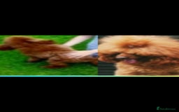 Toy Poodle dogs for stud: TOY & MINIATURE BOY'S FOR STUD  in Iver - Image 6