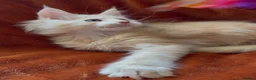 Maine Coon cats for sale: Bear Paw (🐾🐻 polydactyl) Maine Coon kittens TICA - Advert 5
