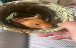 Hamster rodents for sale: Syrian hamsters - Image 3
