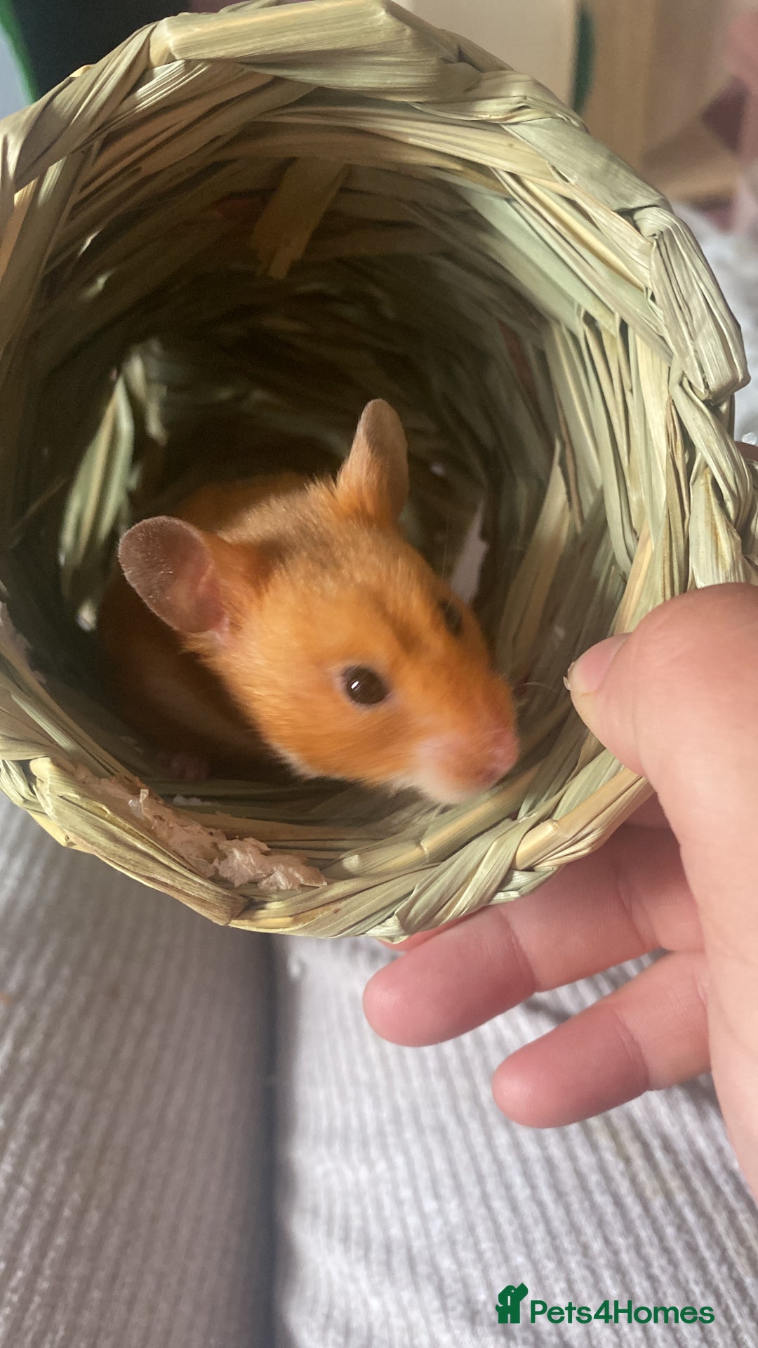 Hamster rodents for sale: Syrian hamsters - Image 3