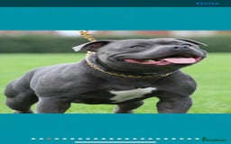 Staffordshire Bull Terrier dogs for stud: REGGIE kc PROVEN (HEALTH TESTED) Dark Blue in Wisbech - Image 12