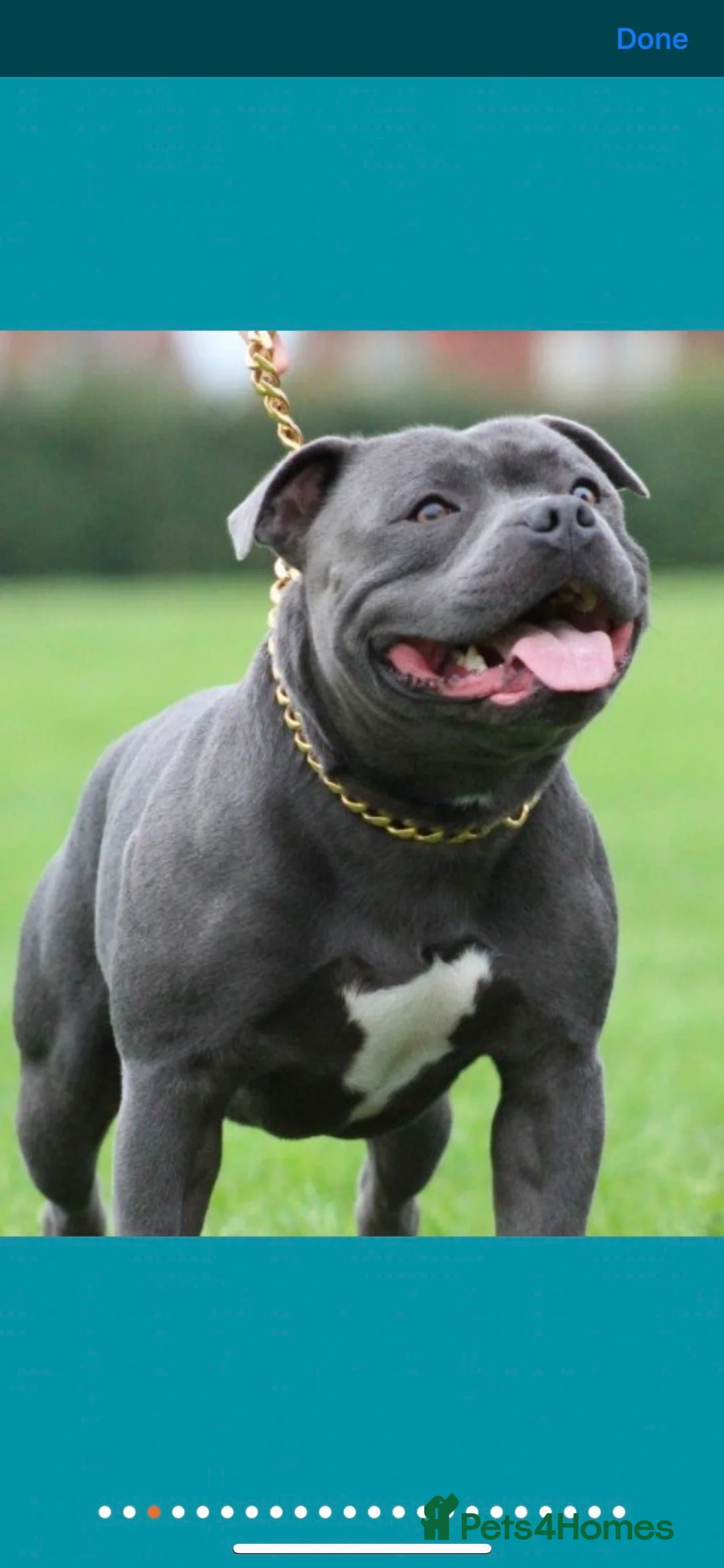 Staffordshire Bull Terrier dogs for stud: REGGIE kc PROVEN (HEALTH TESTED) Dark Blue in Wisbech - Advert 12