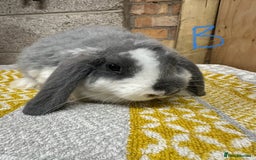 Mini Lop rabbits for sale: Mini Lop Rabbits For Sale  - Image 5