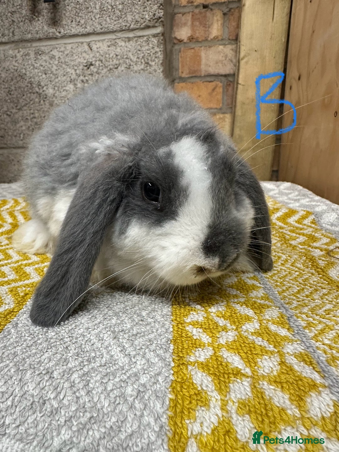 Mini Lop rabbits for sale: Mini Lop Rabbits For Sale  - Image 5