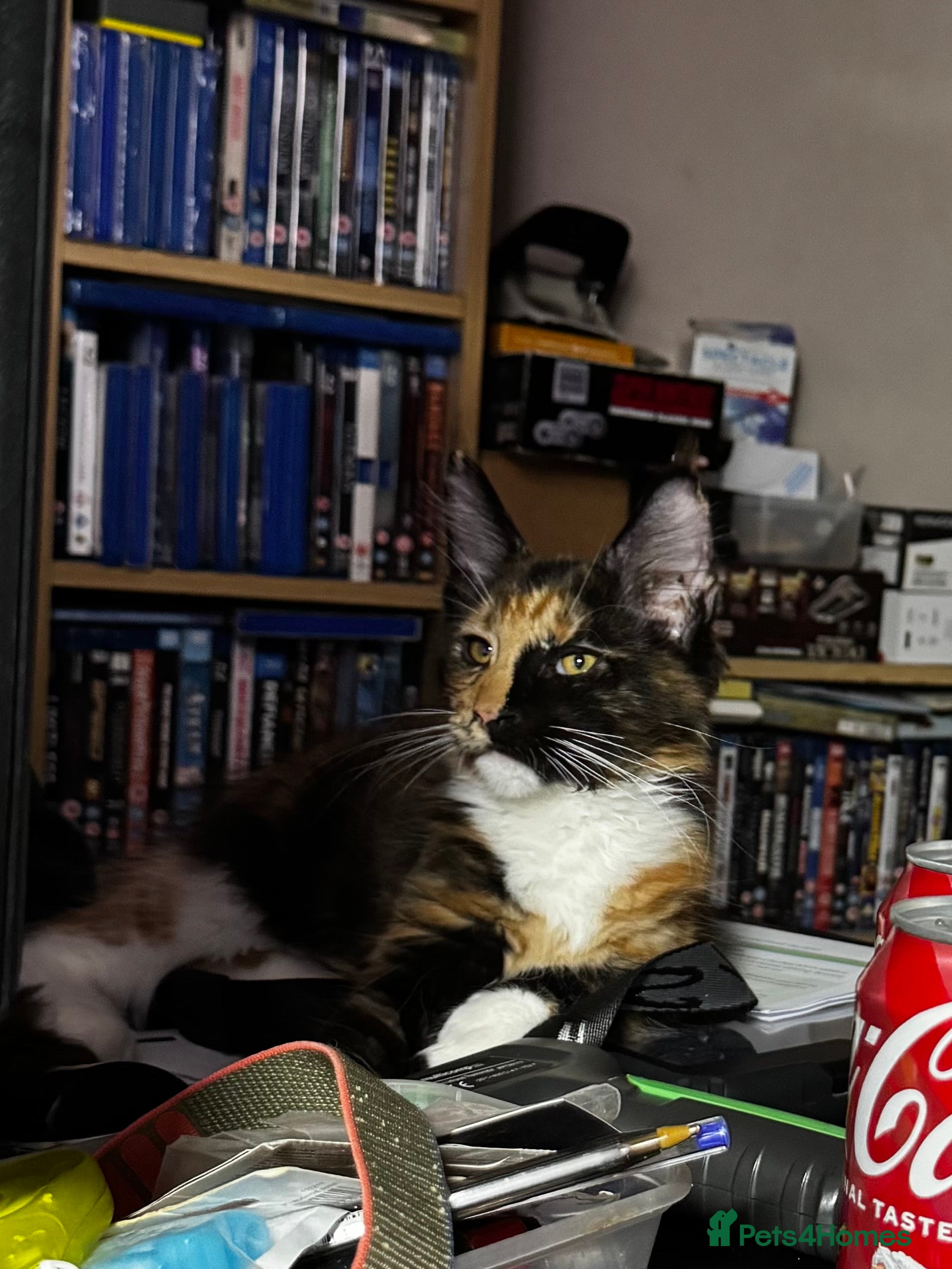 Maine Coon cats READY NOW! PEDIGREE MAINE COON GIRL  - Advert 5