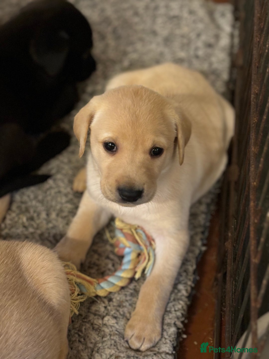 Labrador Retriever dogs for sale: Ready to leave now!! 2 Beautiful golden girls left - Advert 6
