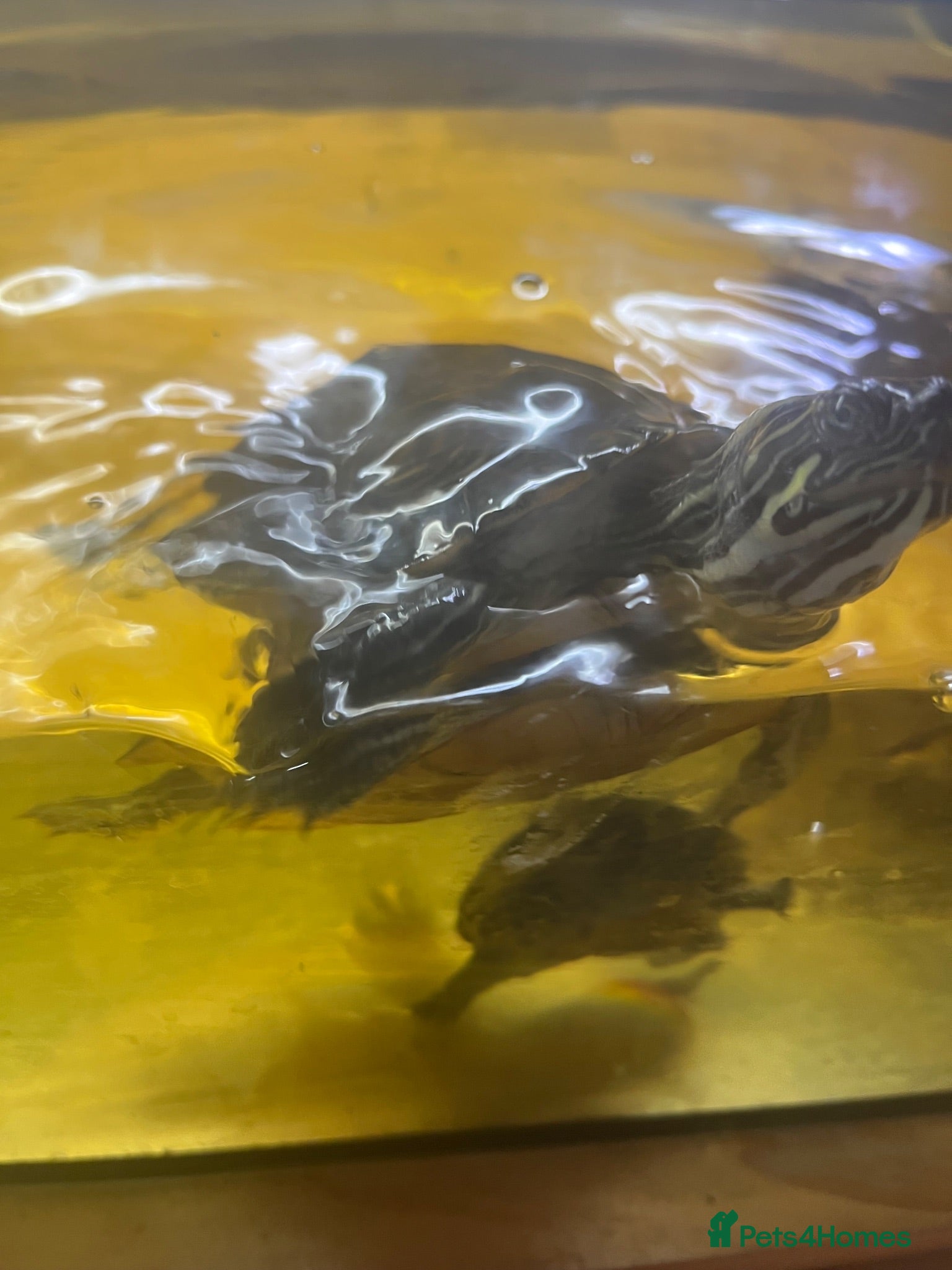 Terrapin reptiles Water turtles  - Advert 3