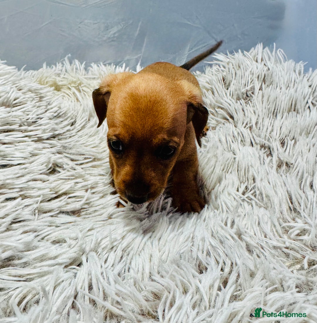 Miniature Dachshund dogs for sale: Beautiful minature dachshunds  - Advert 16