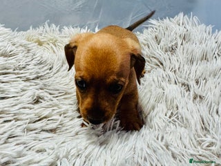 Miniature Dachshund dogs Beautiful minature dachshunds - Advert 7