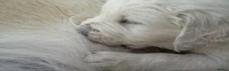 Golden Retriever dogs for sale: Champion Line Pedigree Golden Retriever Puppies - Advert 9