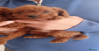 Cavapoo dogs - Advert 6