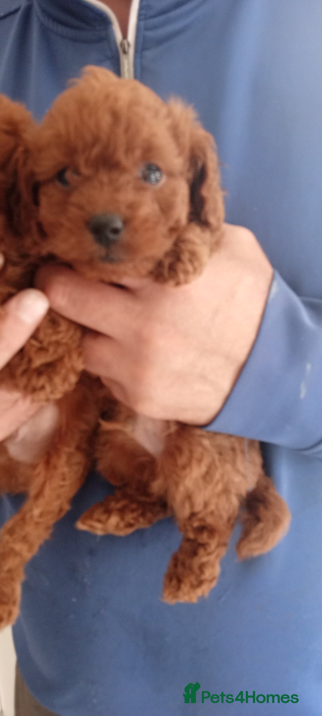 Cavapoo dogs for sale: Cavapoo puppies ❤️ !!!  Last boy !!!!!  - Image 3