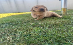 Labrador Retriever dogs for sale: Fox Red litter born 5th August - Image 9